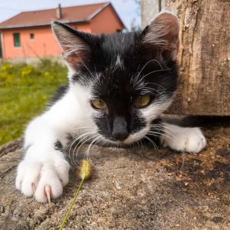 A little kitten is playing outside. The young domestic cat  practices lurking and attacking skills through play on stump in garden. A playful kitten tries to grab a stalk of grass with its paws.の写真素材