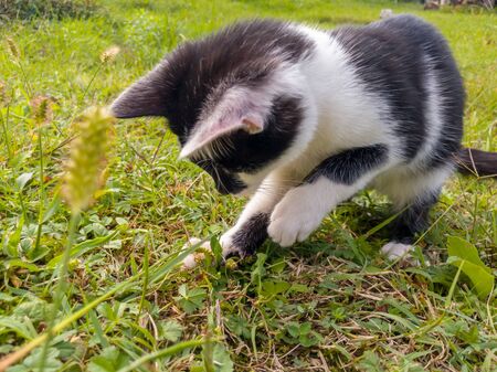 A young healthy lively kitten wanders around the garden and looks around confused. Passive observation of the environment, first contact with the outside world.の写真素材