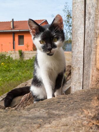 The young kitten walks cautiously around the yard and stares at everything around her, confused and curious. A little healthy lively kitten wanders around the garden.の写真素材