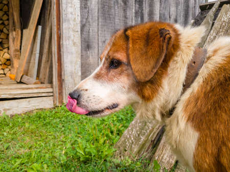 The dog licks his lips. Staring at the food, a delicious bite. He spotted a neighbor's cat. A sunny...