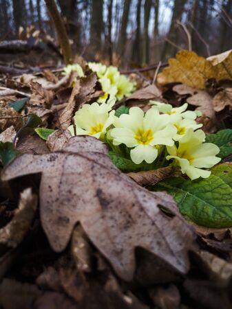 Primula vulgaris, common primrose, early spring flowers, bloomed at the edge of a deciduous forest.の写真素材