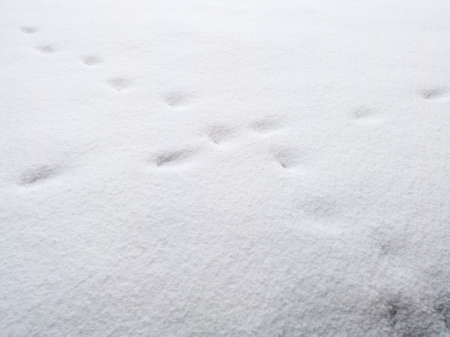 Traces of an animal in the snow, abstract nature.の写真素材