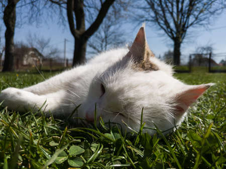 The domestic cat lies in the warm spring sun and dozes off during the day.の写真素材