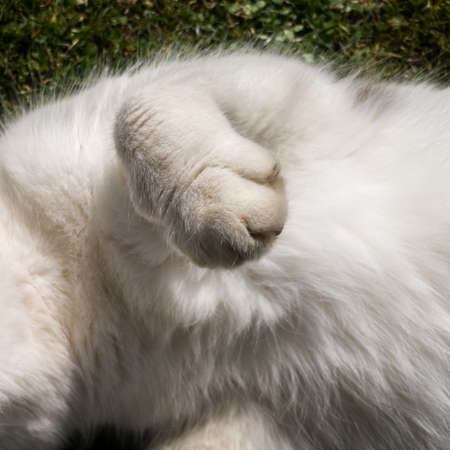 Paws of a white cat while lying on the grass during a sunny day.の写真素材