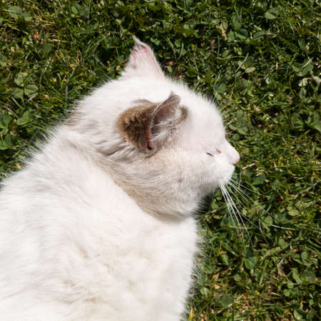 A spoiled cat lies on the grass and basks in the warm spring sun during the day.の写真素材