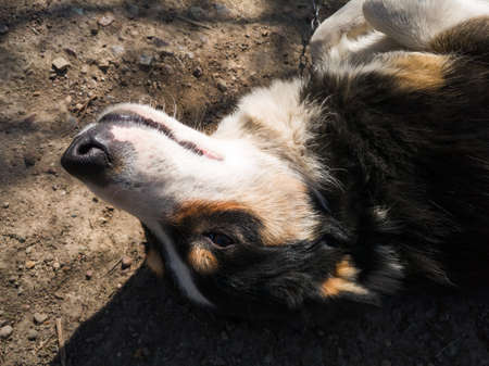 A close-up view of a dog's head in the countryside during a sunny day.