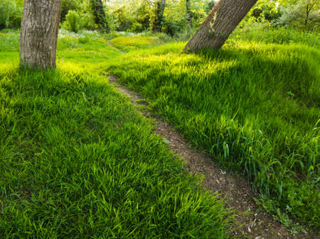 A hiking trail through beautiful nature, across a field overgrown with soft green grass and wildflowers winds around rare trees towards the woods during a sunny evening with bright sunlight.の写真素材