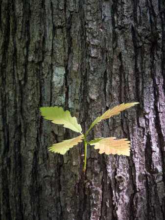 An oak twig with four young leaves in the spring against a dark bark during the day in the woods. New life in the spring in nature.の写真素材