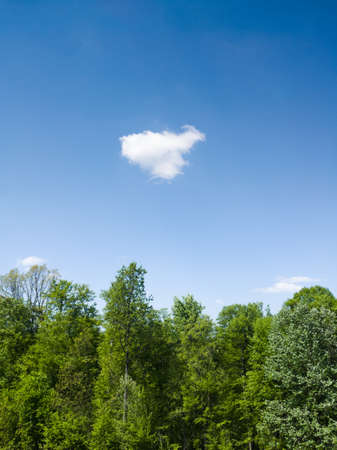 A white cloud in the blue sky above a deciduous forest during a sunny summer day.の写真素材