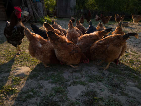 Feeding the chickens in the village during the evening, a group of chickens eat in the village yard.の写真素材