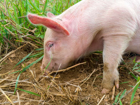 Newborn piglet in the meadow. Organic piggy on the organic rural  farm. Squeaker graze grass and plow the ground. Pigs in the pasture.の写真素材