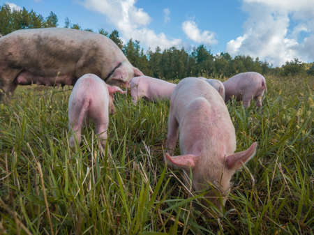 Newborn pigs in the meadow. Organic piggies on the organic rural  farm. Rural piglets roam in field. Squeakers graze grass and plow the ground. Pigs in the pastureの写真素材