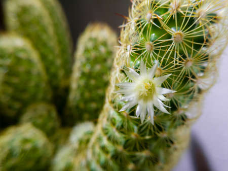 A close up look at a small white flower on a prickly cactusの写真素材