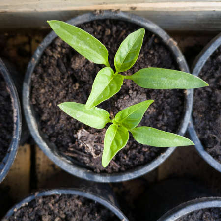 A close up of a two pepper seedling in a plastic pot during the dayの写真素材