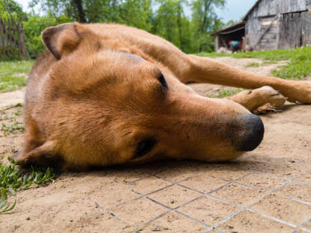 A close-up view of a domestic dog with orange fur lies on the ground in the village yard during the day.の写真素材
