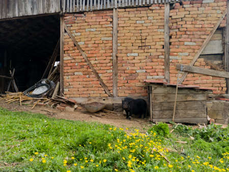 Mangulica, a pig, is standing in front of a dog house next to a brick wall in the villageの写真素材