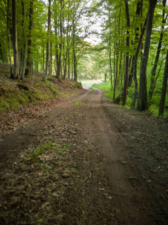A dirt road in a deciduous forest in the spring during the day.の写真素材