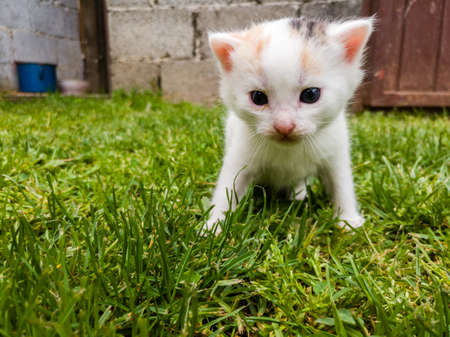 A kitten cat, mostly white with dark blue eyes, stands unstable on its feet in the grassy yard during the dayの写真素材
