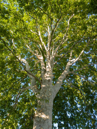 Branched canopy with green leaves on a plane tree in summer.の写真素材