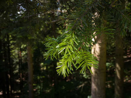 Detail from a pine tree, green needles on a branch in an evergreen forest during a sunny day.の写真素材