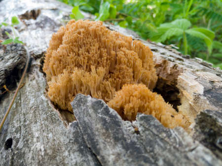 A close-up view of an orange coral mushroom on a rotten treeの写真素材