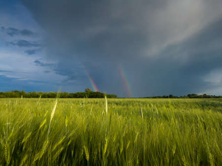 A double bright colorful rainbow in front of gloomy ominous clouds above an agricultural field planted with sunlit wheat during a summer eveningの写真素材
