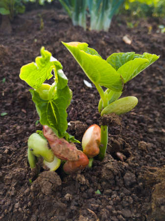 A young bean stalk germinated in the spring in a vegetable garden
