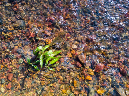Detail from a stream, a plant growing on a gravelly bottom and shallow water flowing around it, during a sunny summer dayの写真素材