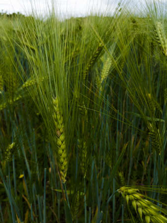 Ear wheat or barley in a field with crops, agricultural organic food growing in the countrysideの写真素材