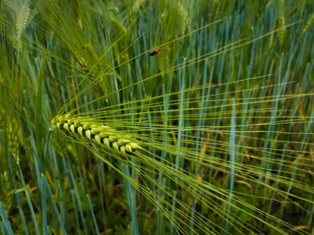 Ear wheat or barley in a field with crops, agricultural organic food growing in the countrysideの写真素材