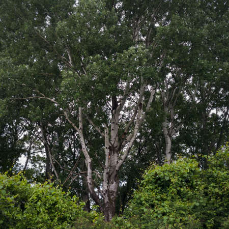 A thick tree with light bark behind a bush with many leafy branches, the leaves are dark green during a gloomy cloudy summer day.の写真素材