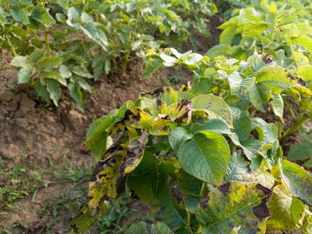 Bean leaf disease, bacterial blight,  crop planting at the fieldsの写真素材