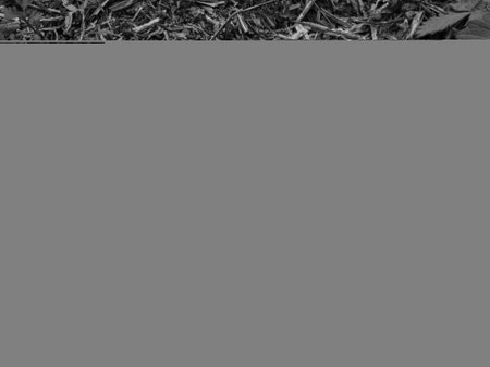 Close up of dry oak leaf with veins pattern on the ground, the concept of changing the seasons,...