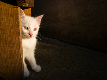 Small cute kitty with short white stands under the wooden stool sunlit during eveningの写真素材