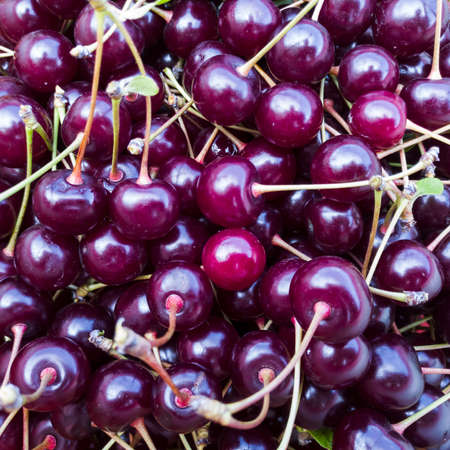 Fresh healthy ripe cherry, many juicy delicious fruit full of vitaminsの写真素材