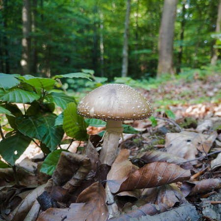 Wild mushroom with gray cap and white stalk on forest floor surrounded with dry leaves against forest greeneryの写真素材