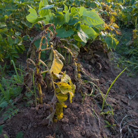 Leaf blight, vegetable disease, sick plant in garden, agricultural disasterの写真素材