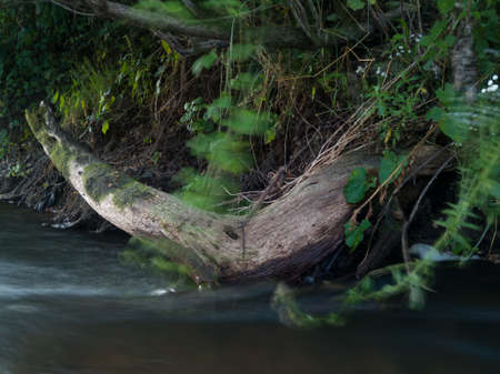 The remains of the roots of a dead tree protrude from the shore overgrown with grass and vines and...
