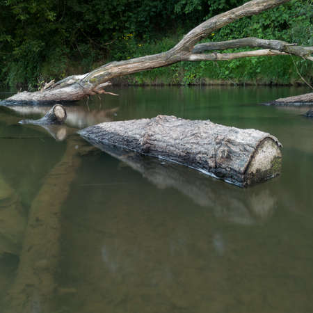 Dead tree log with big branches stuck in shallow river against steep shore overgrown with grass during dusk.の写真素材