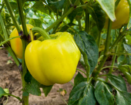 Close up of ripe yellow paprika on plant in garden, homegrown organic agriculture, fresh healthy vegetableの写真素材