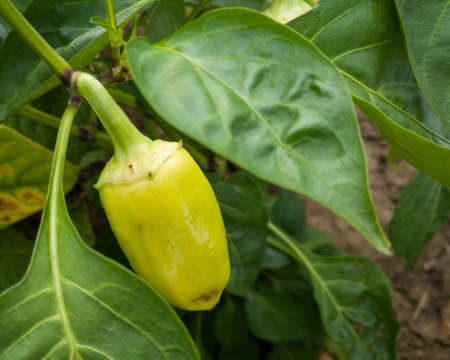 Close up of ripe yellow paprika on plant in garden, homegrown organic agriculture, fresh healthy...