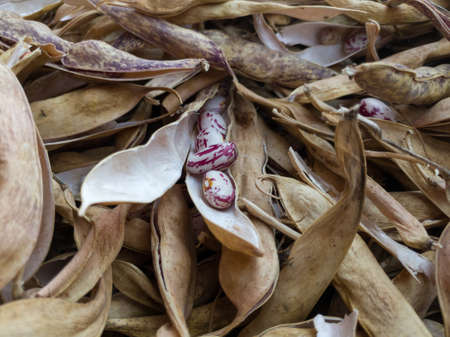 Dry open pod with crimson beans on pile of pods, healthy diet rich in protein, carbohydrates and fiberの写真素材