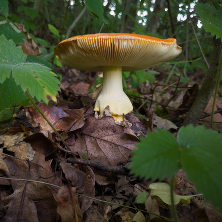 Amanita caesarea or Caesar's mushroom with orange cap and yellow stipe and gills in forest, healthy edible fungusの写真素材