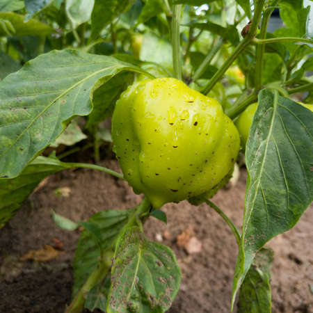 Fresh healthy unripe green paprika wet from rain, rain drops on vegetable in gardenの写真素材