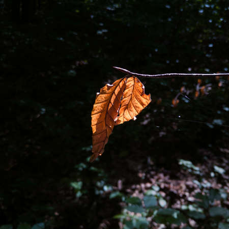 Close up of two dry orange leaves in forest during sunny day in autumn