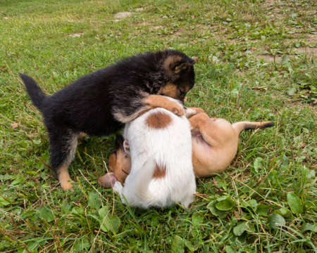 Three cute little playful puppies playing biting each other on the grass
