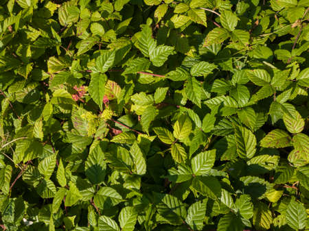 abstract nature, leaves pattern close up wild spur