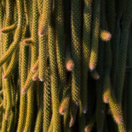 Abstract close up ornamental plant cactus with prickly catkins in sunlightの写真素材