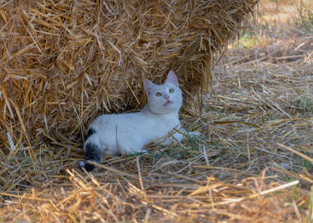 One white lazy cat laying in shade of straw bale and looking on butterfly if field, domestic pet life in countrysideの写真素材