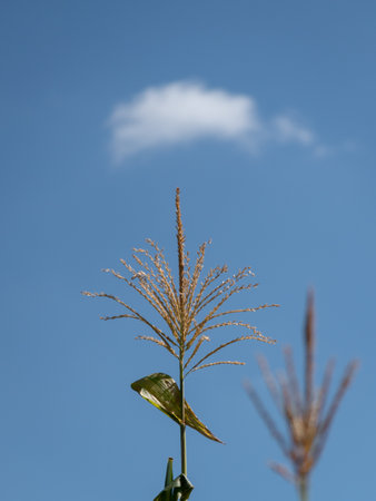 Many small male flowers make up the male inflorescence, called the tassel on maize plant in field...